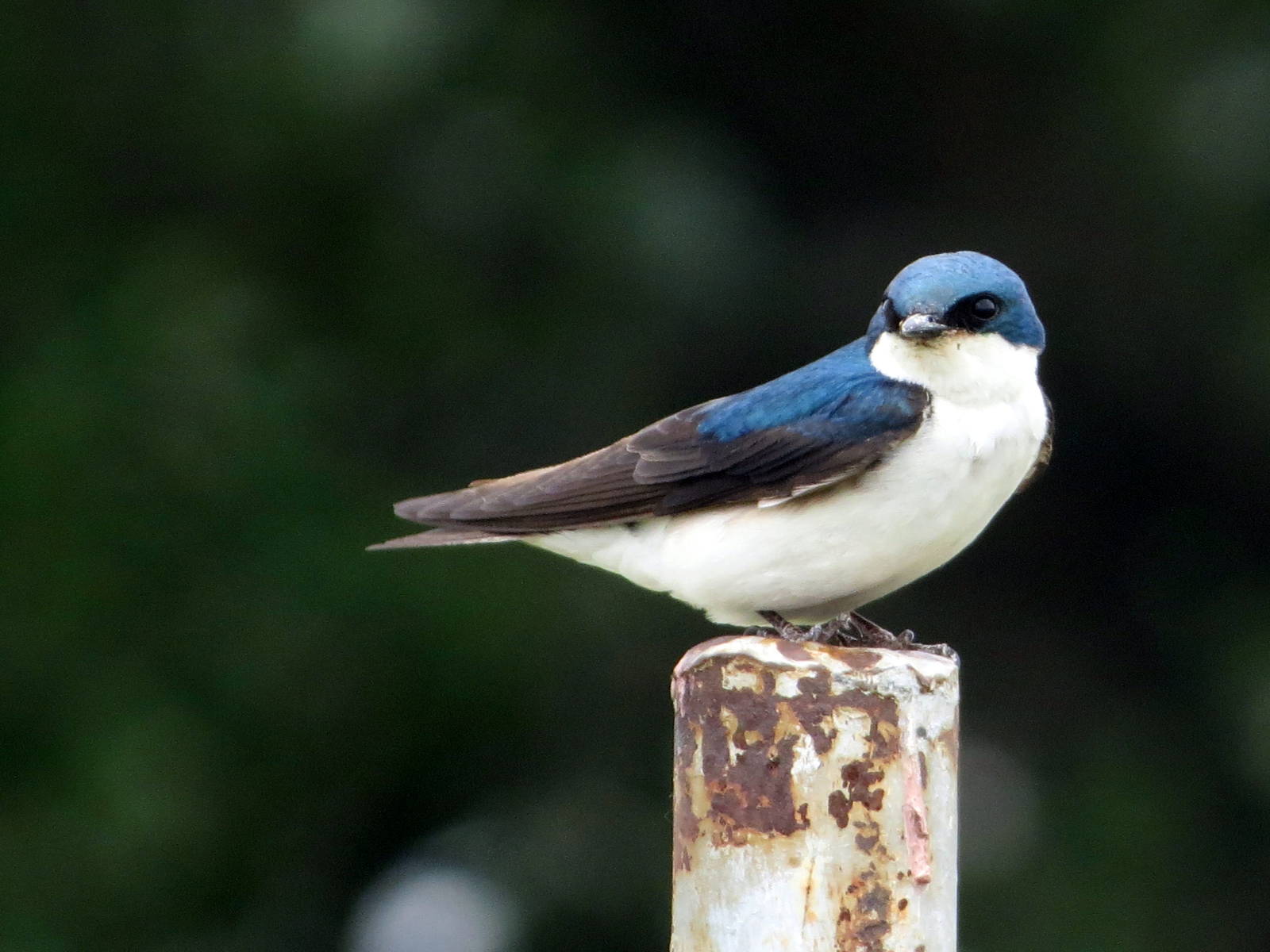 Tree Swallow