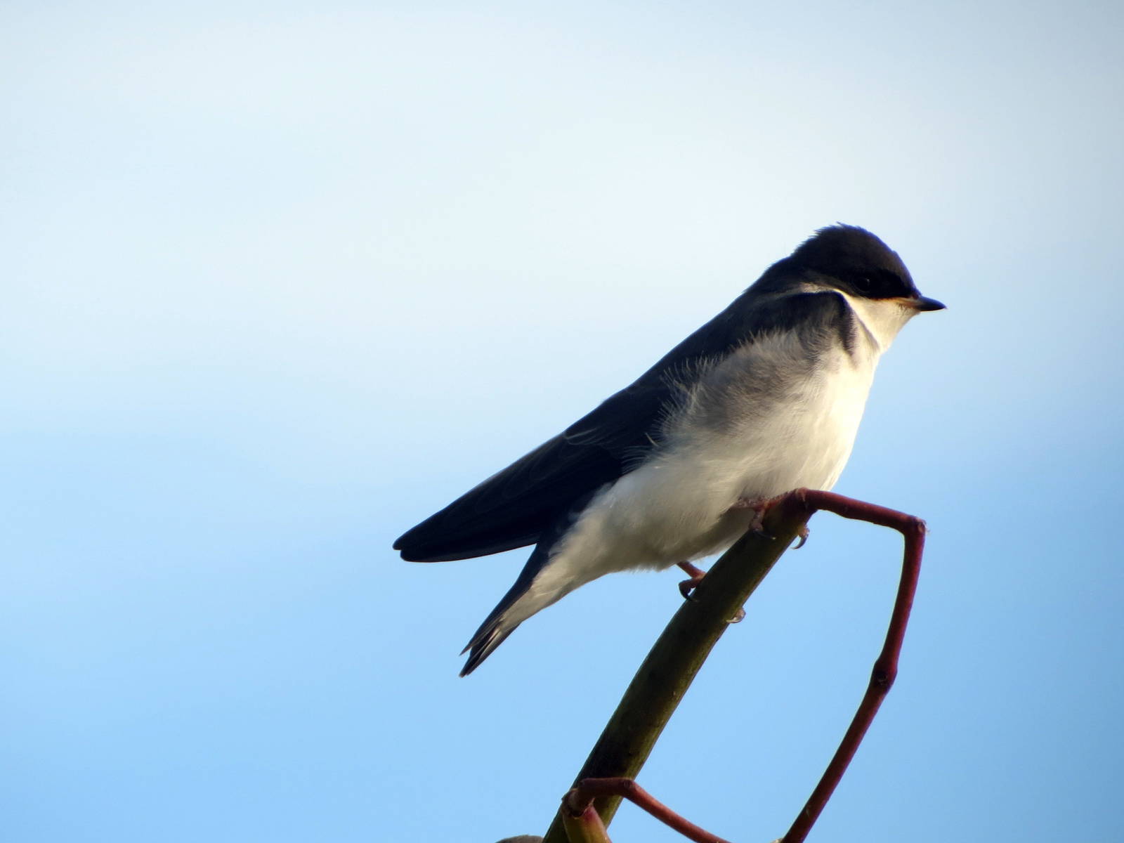 Tree Swallow