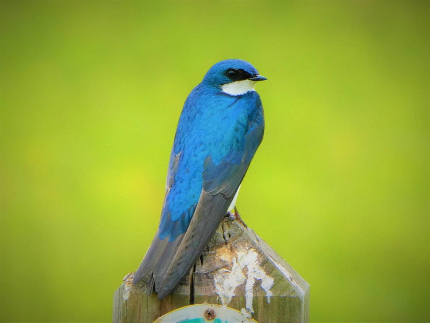 Tree Swallow