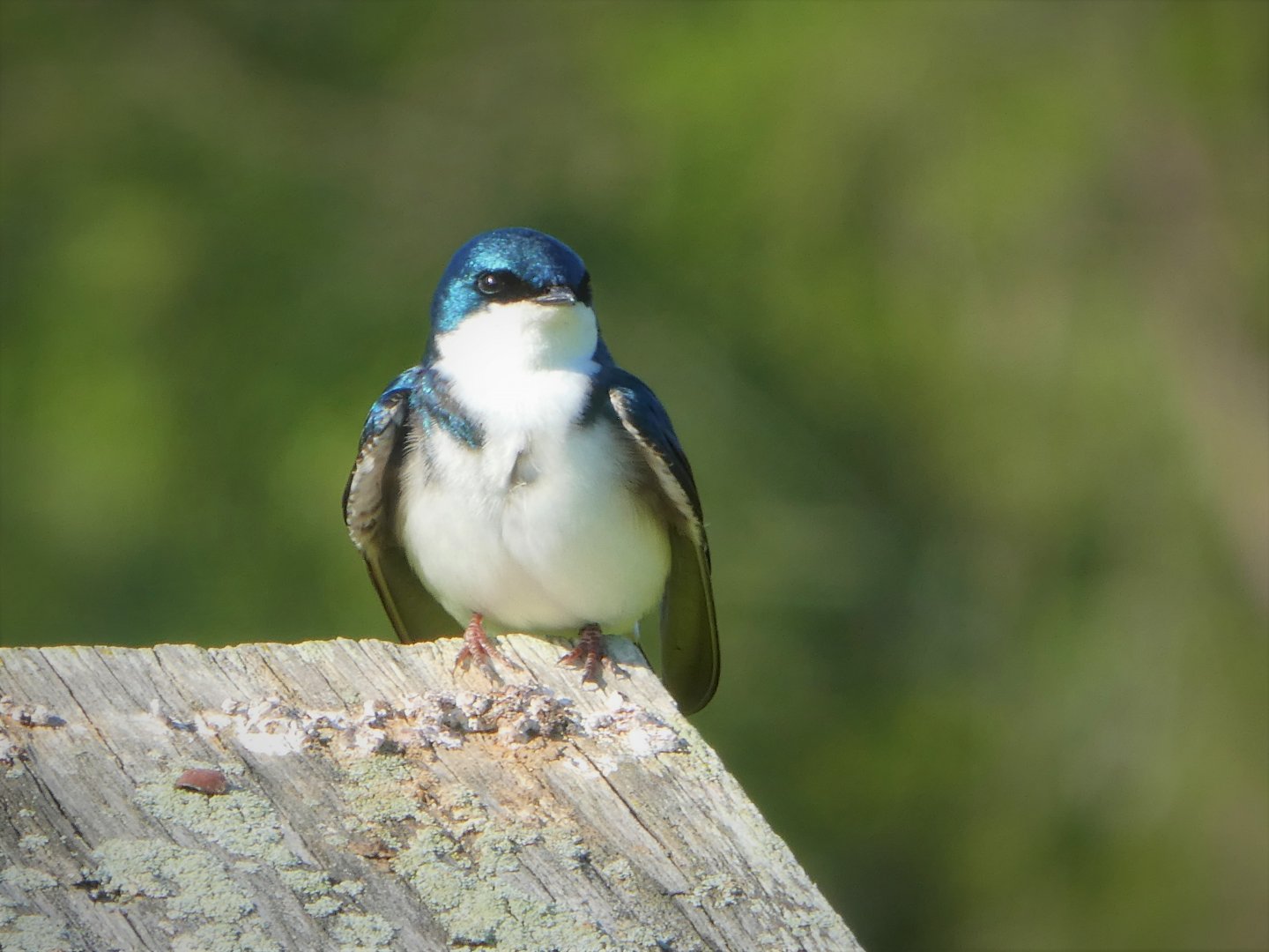 Tree Swallow