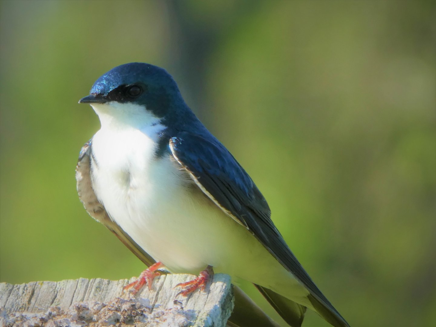 Tree Swallow