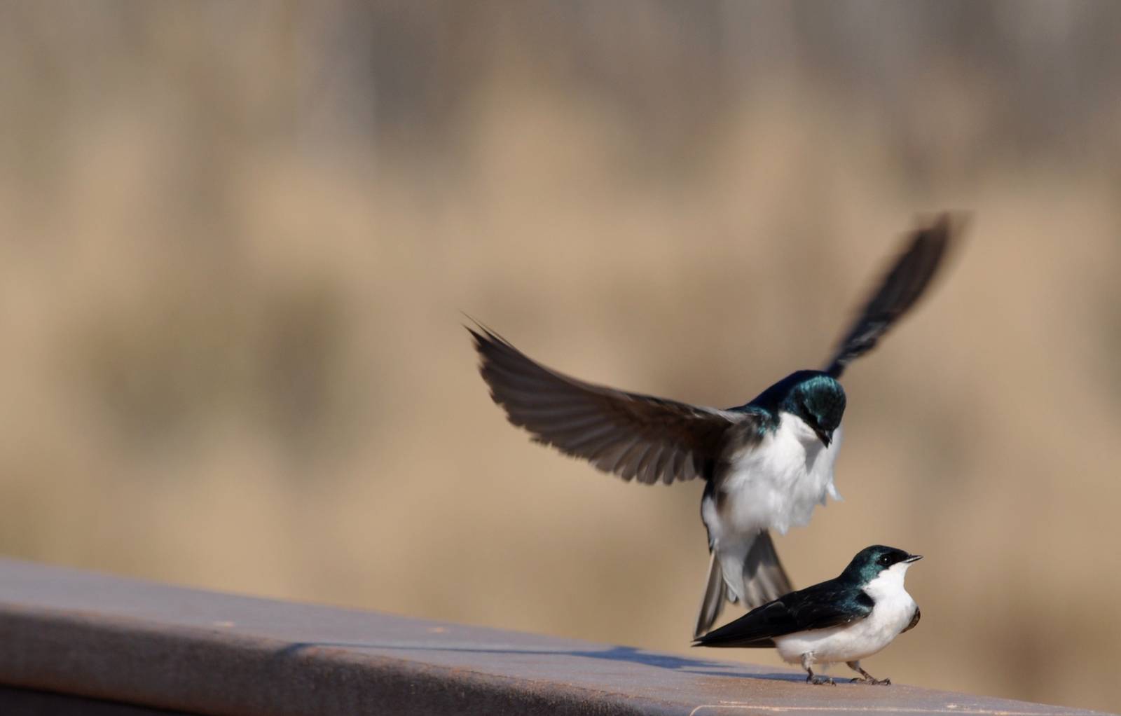 Tree Swallows (?) - Alaska (Potter Marsh)