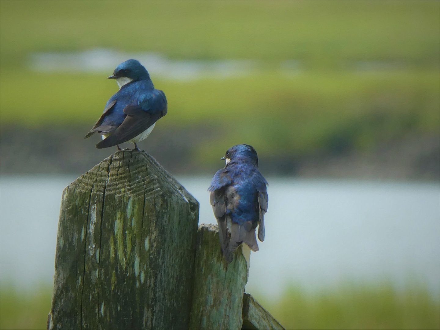 Tree Swallows