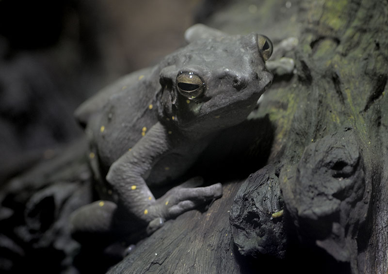 Tree toad