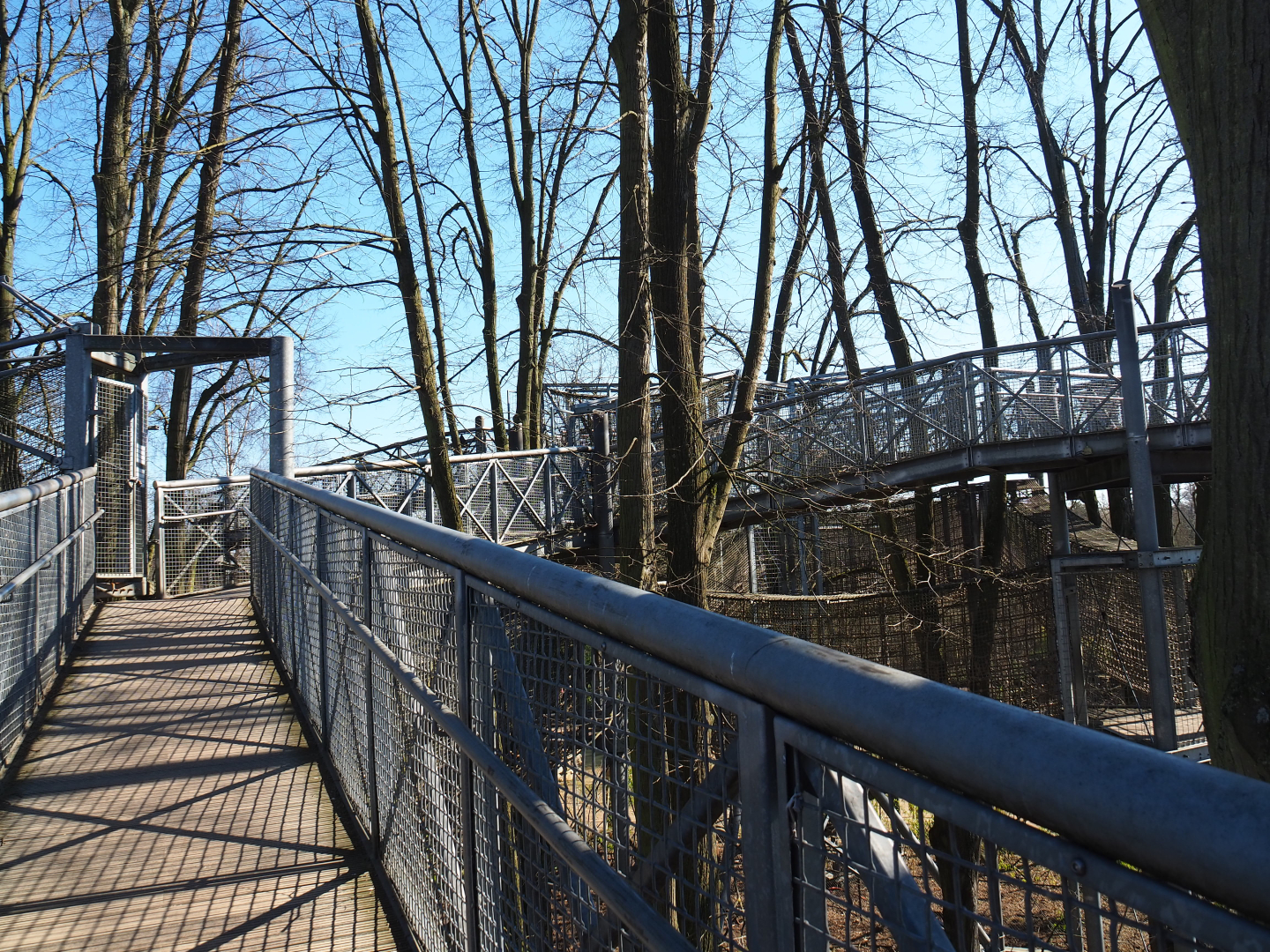 Tree-top walk structures, 2022-03-08