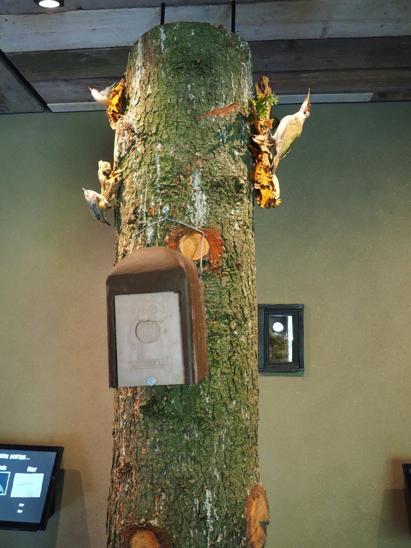 Tree trunk with taxidermied birds (Oct 13th, 2018)