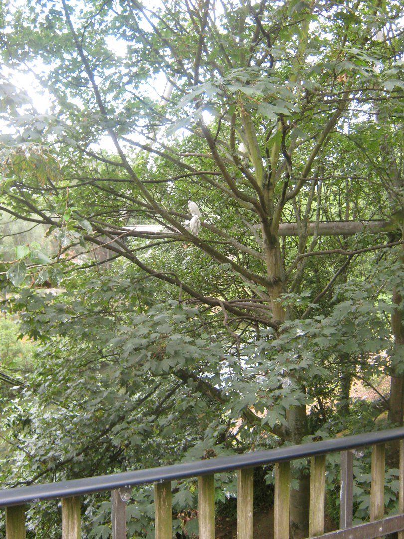 Tree View With Little Egrets