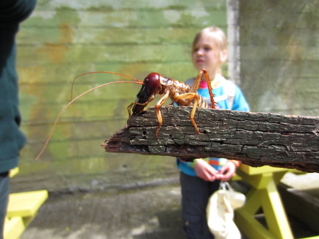 Tree Weta male