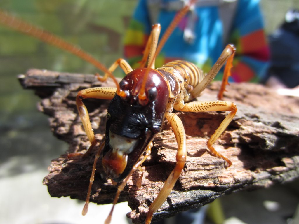Tree Weta male