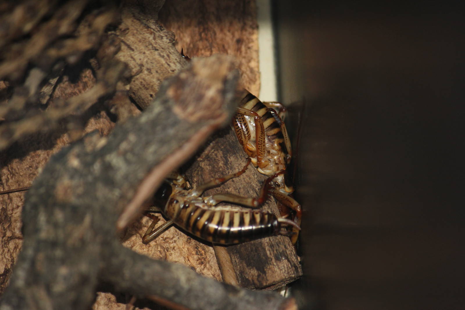 Tree weta