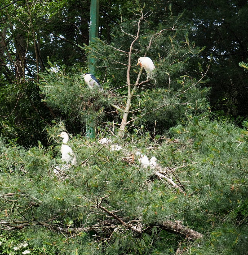 Tree with Black-crowned night heron and Cattle egret nests, 2021-06-15