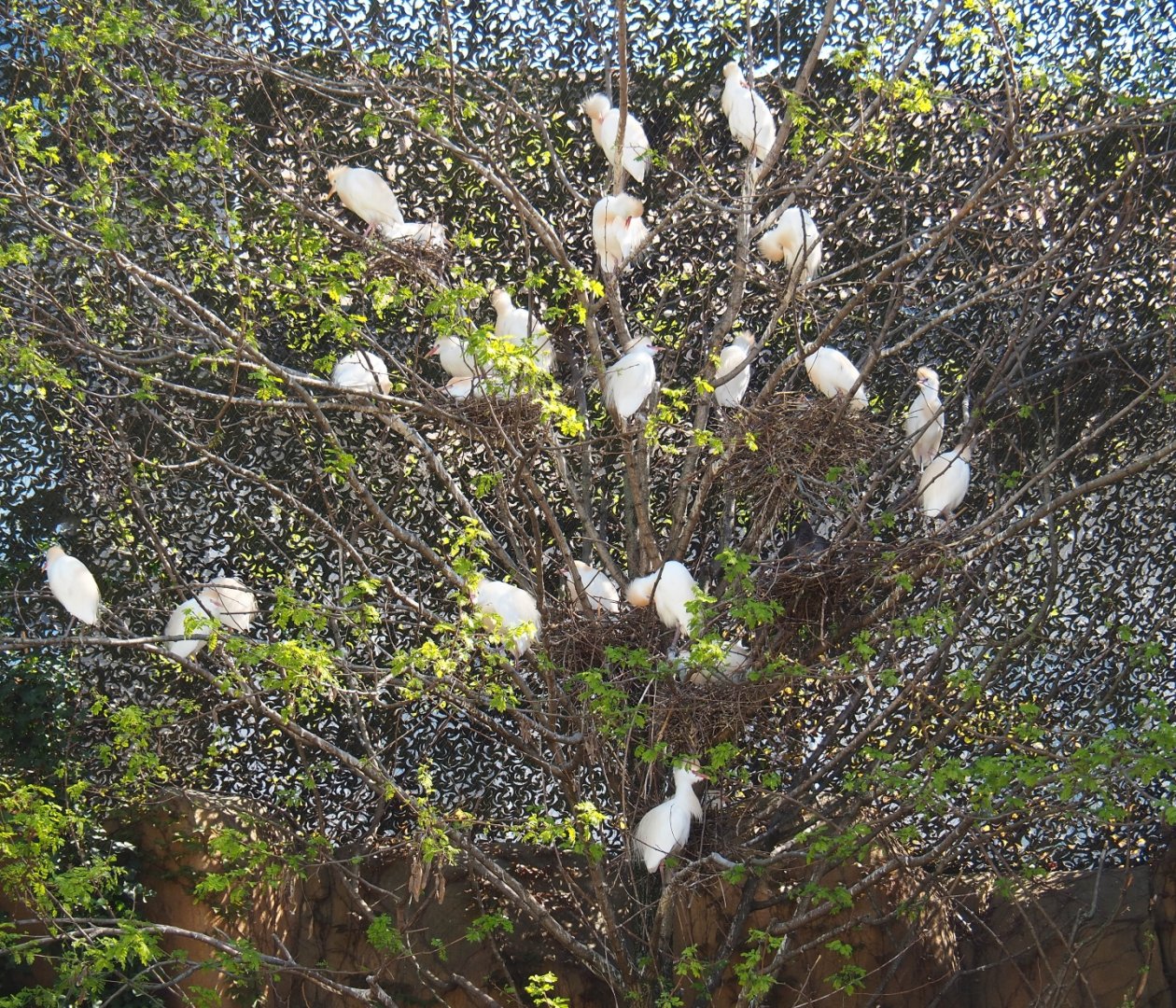 Tree with cattle egret nests, 2019-04-20