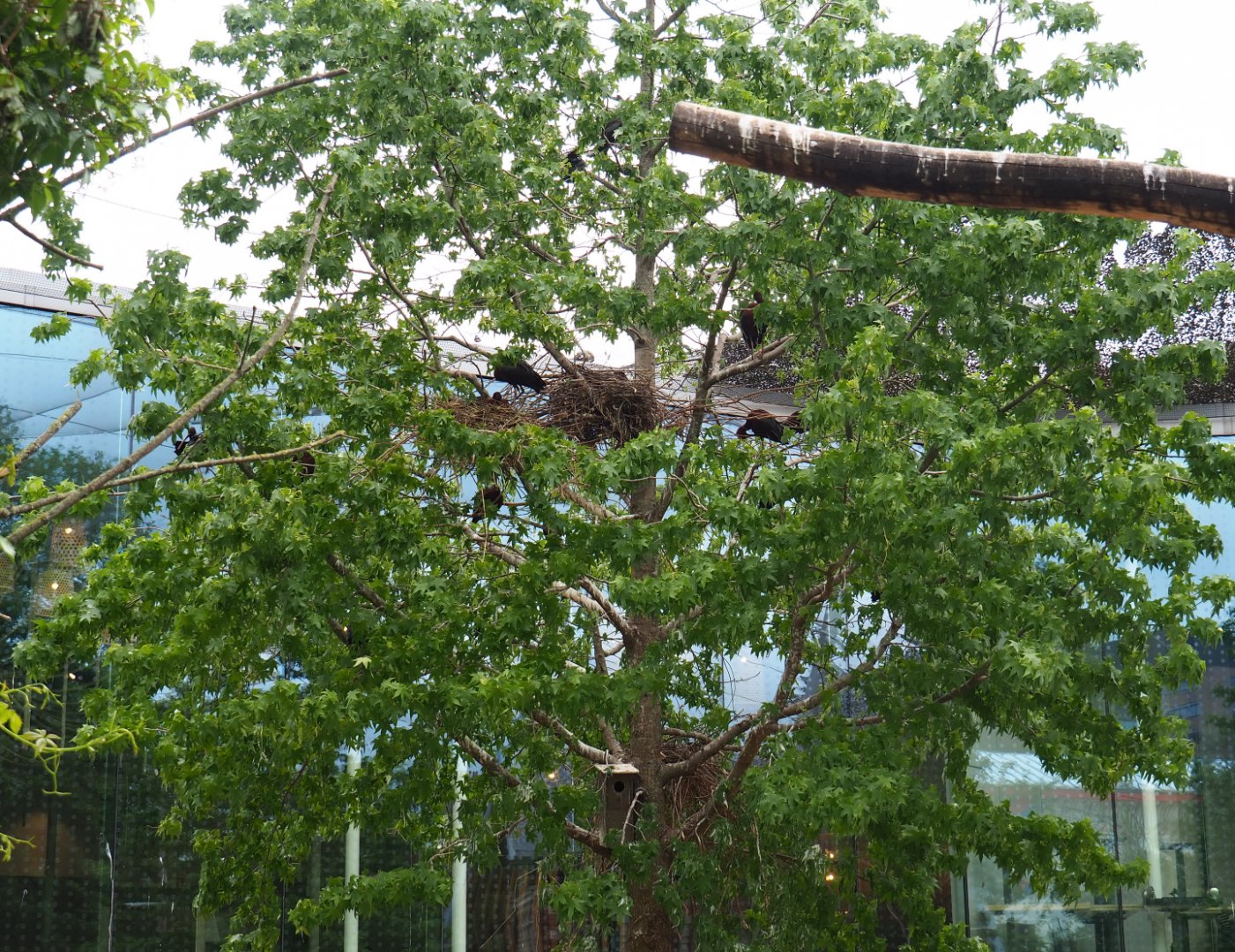 Tree with glossy ibis nests, 2020-05-24
