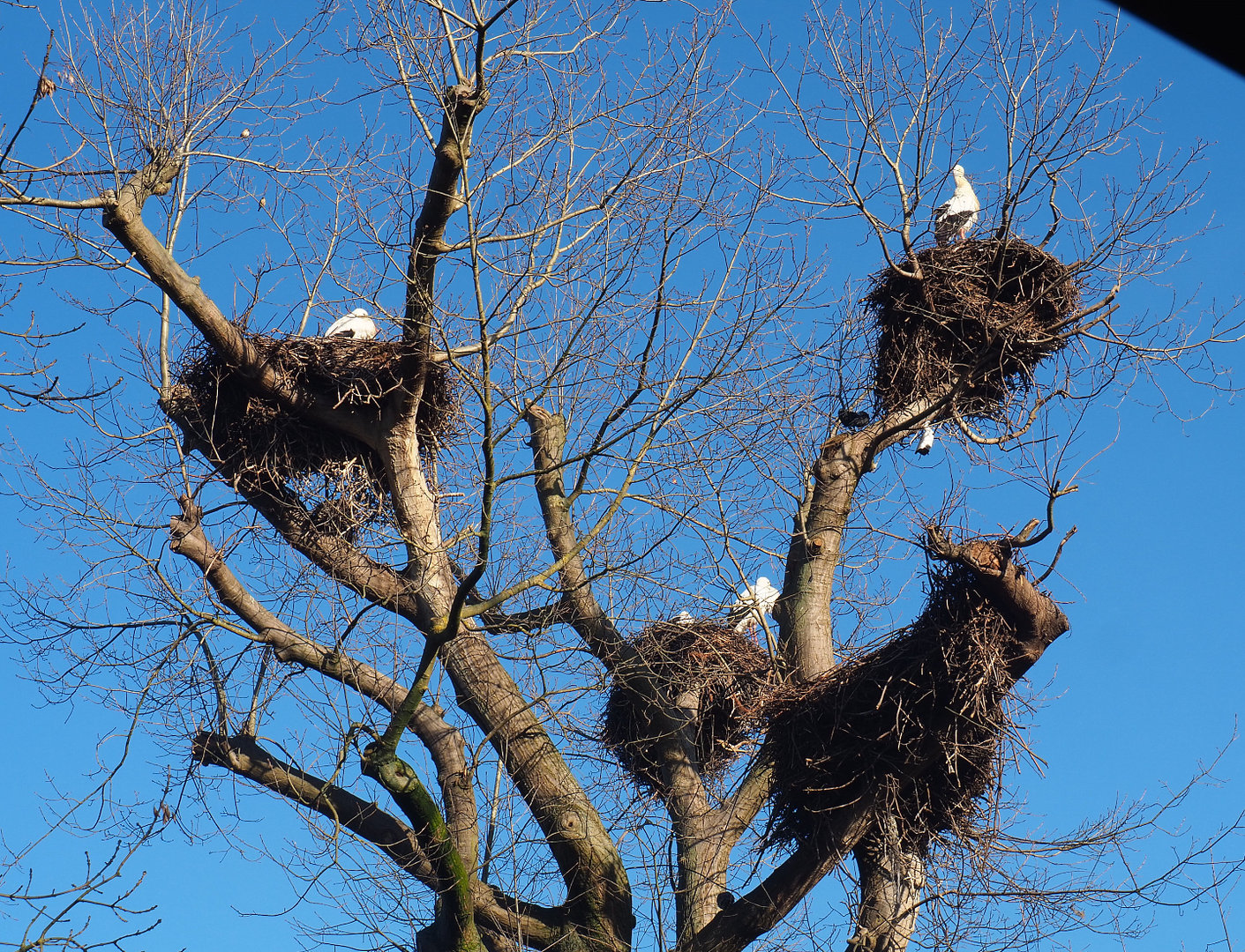 Tree with multiple European white stork nests, 2022-02-12