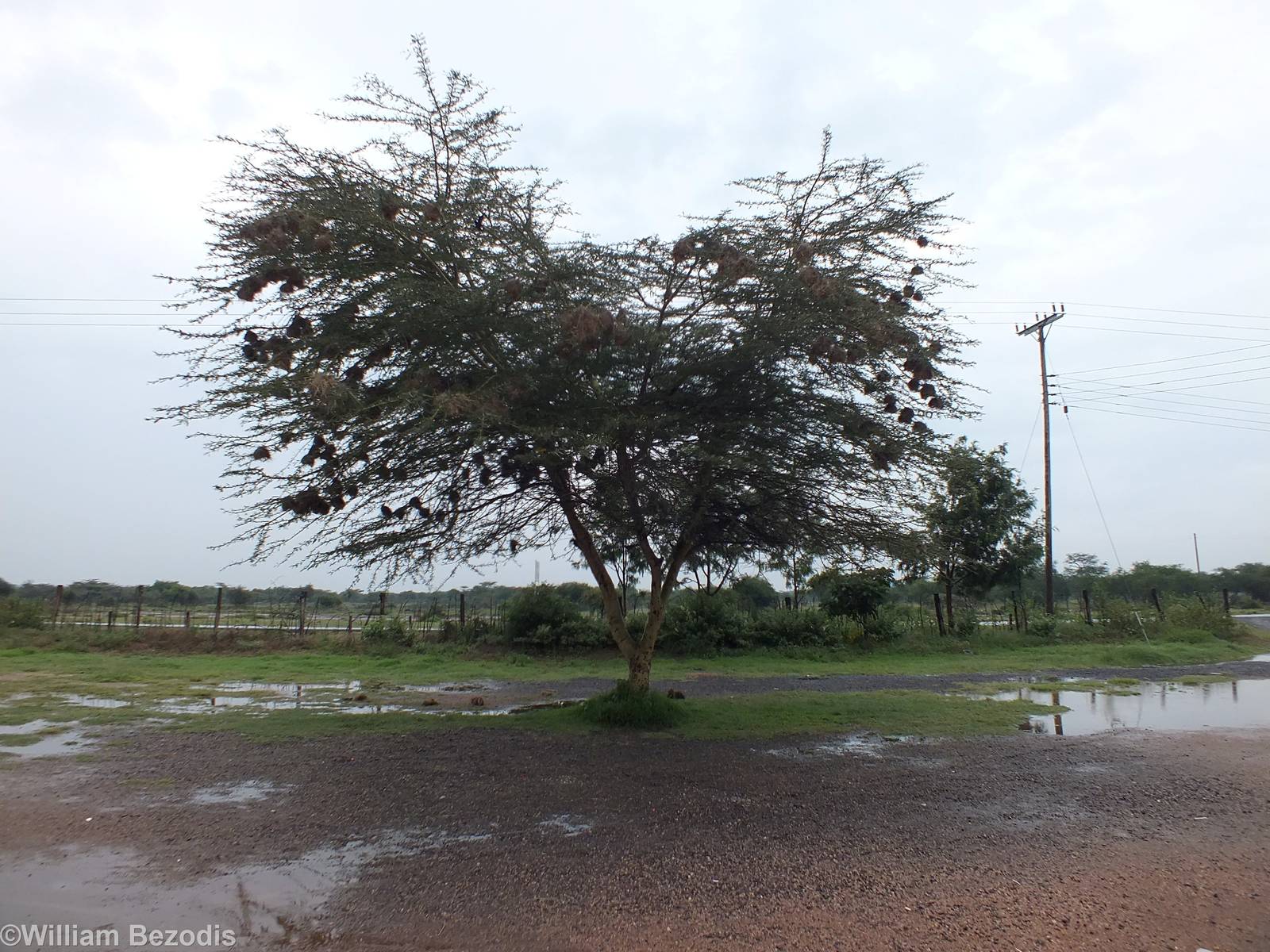 Tree with Speke's Weaver Nests
