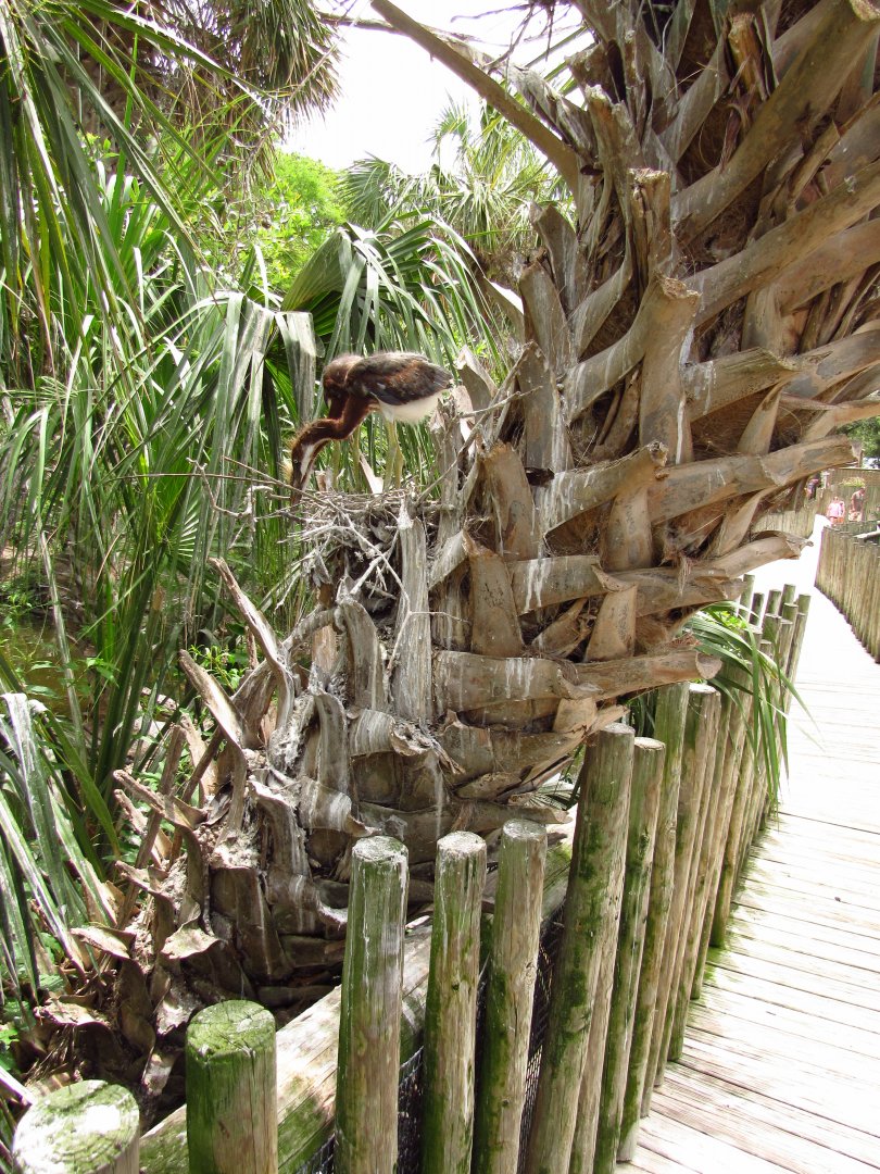 Tree With Tricolored Heron Nest