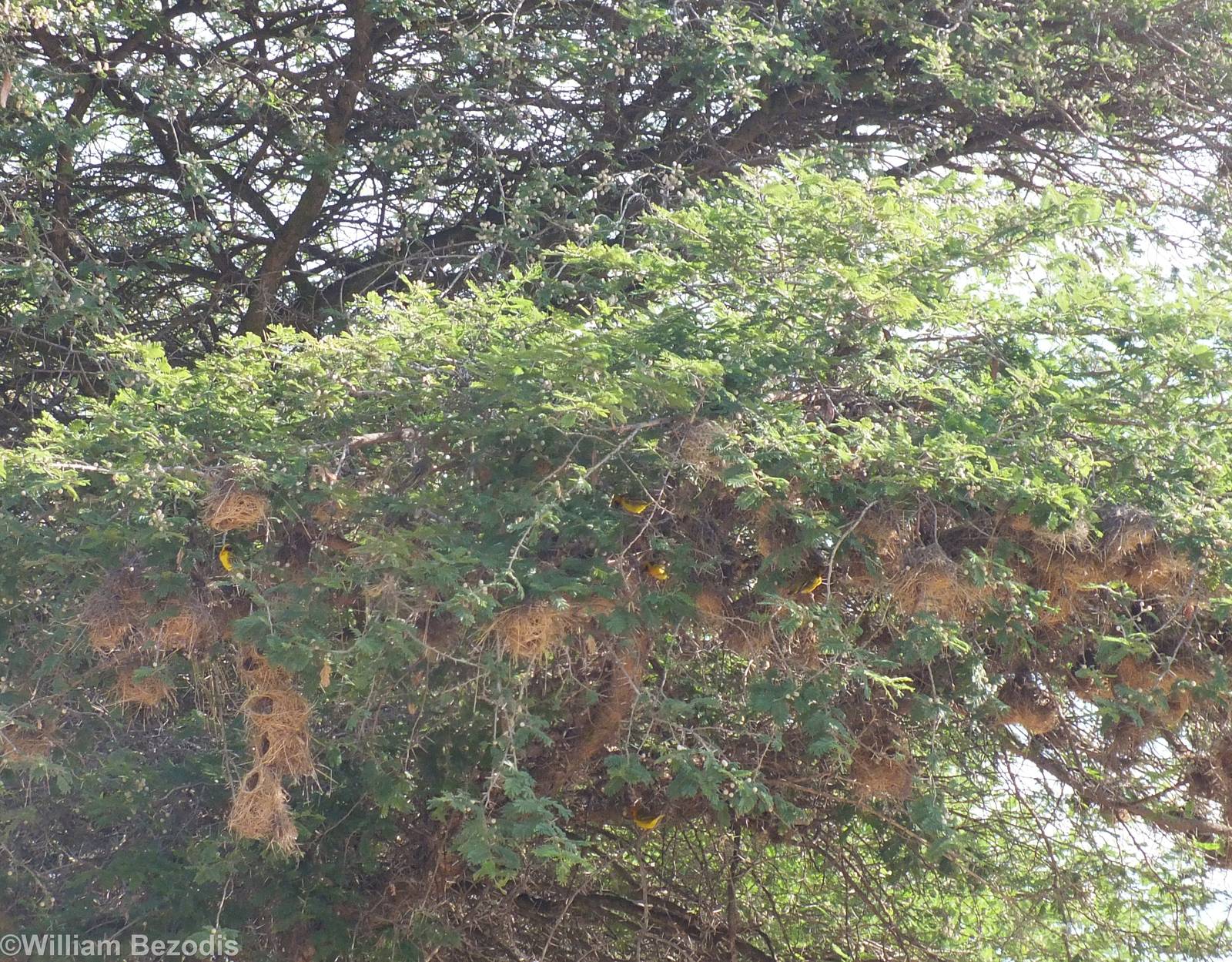 Tree with Village Weaver Nests - Lake Nakuru