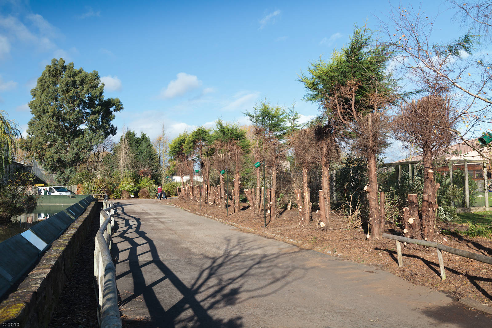 Tree Work - 13/11/2010