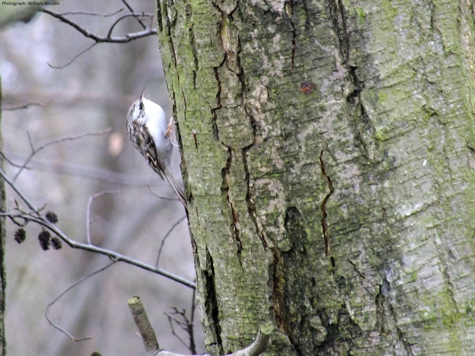 Treecreeper- Wild in Poland
