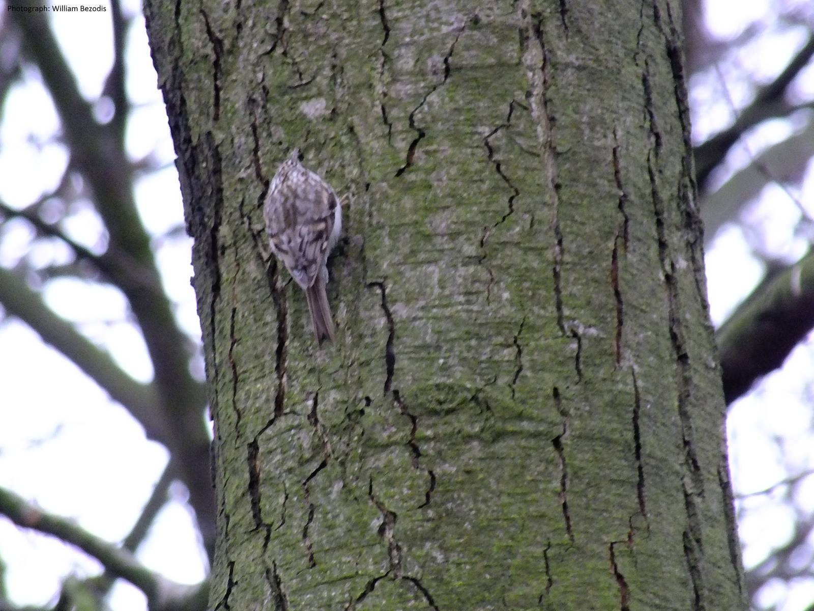 Treecreeper- Wild in Poland
