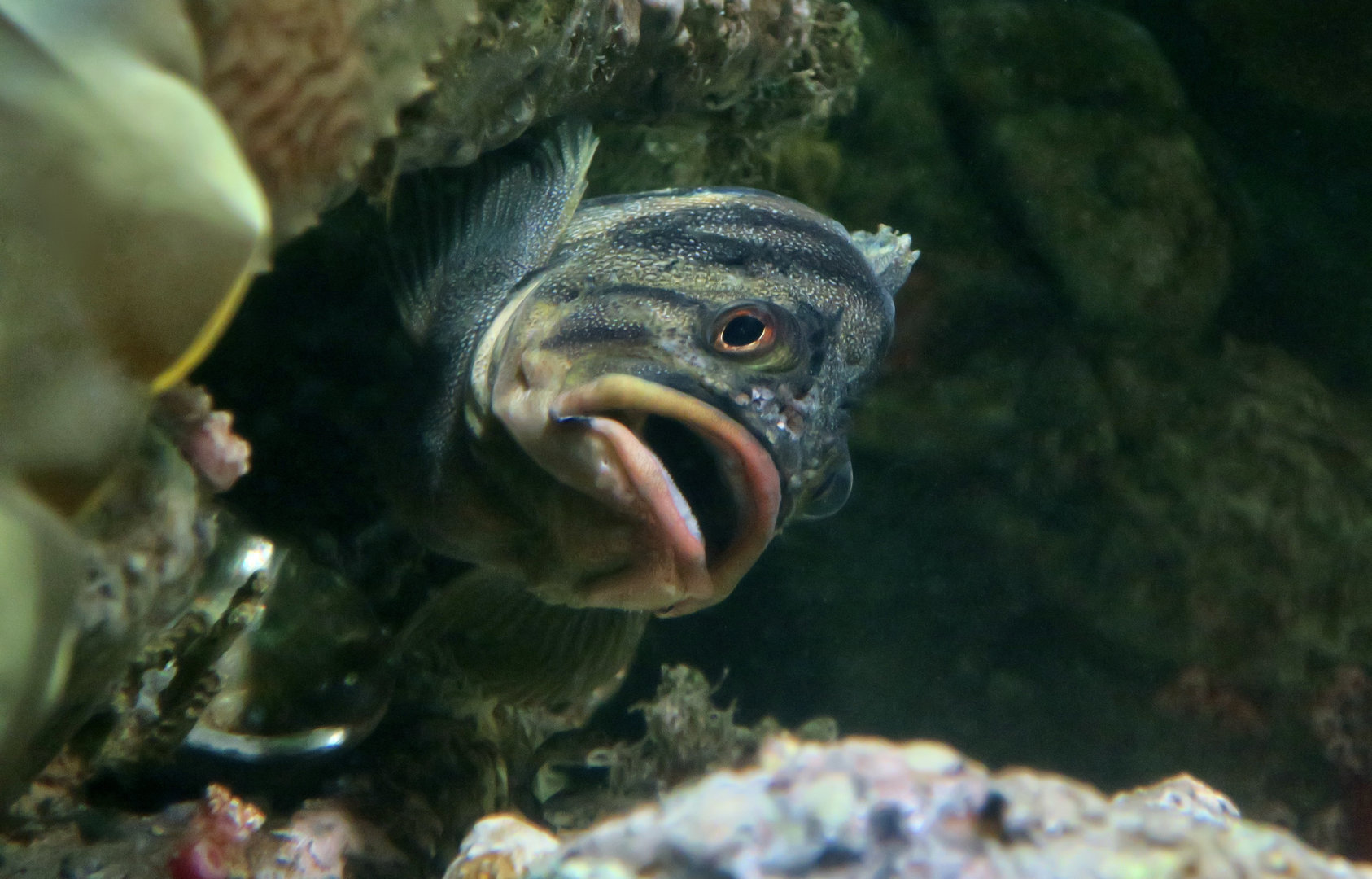 Treefish (Sebastes serriceps)