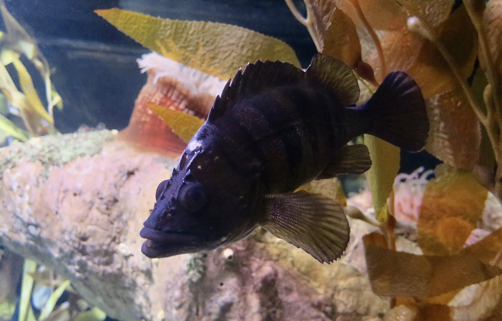 Treefish (Sebastes serriceps)