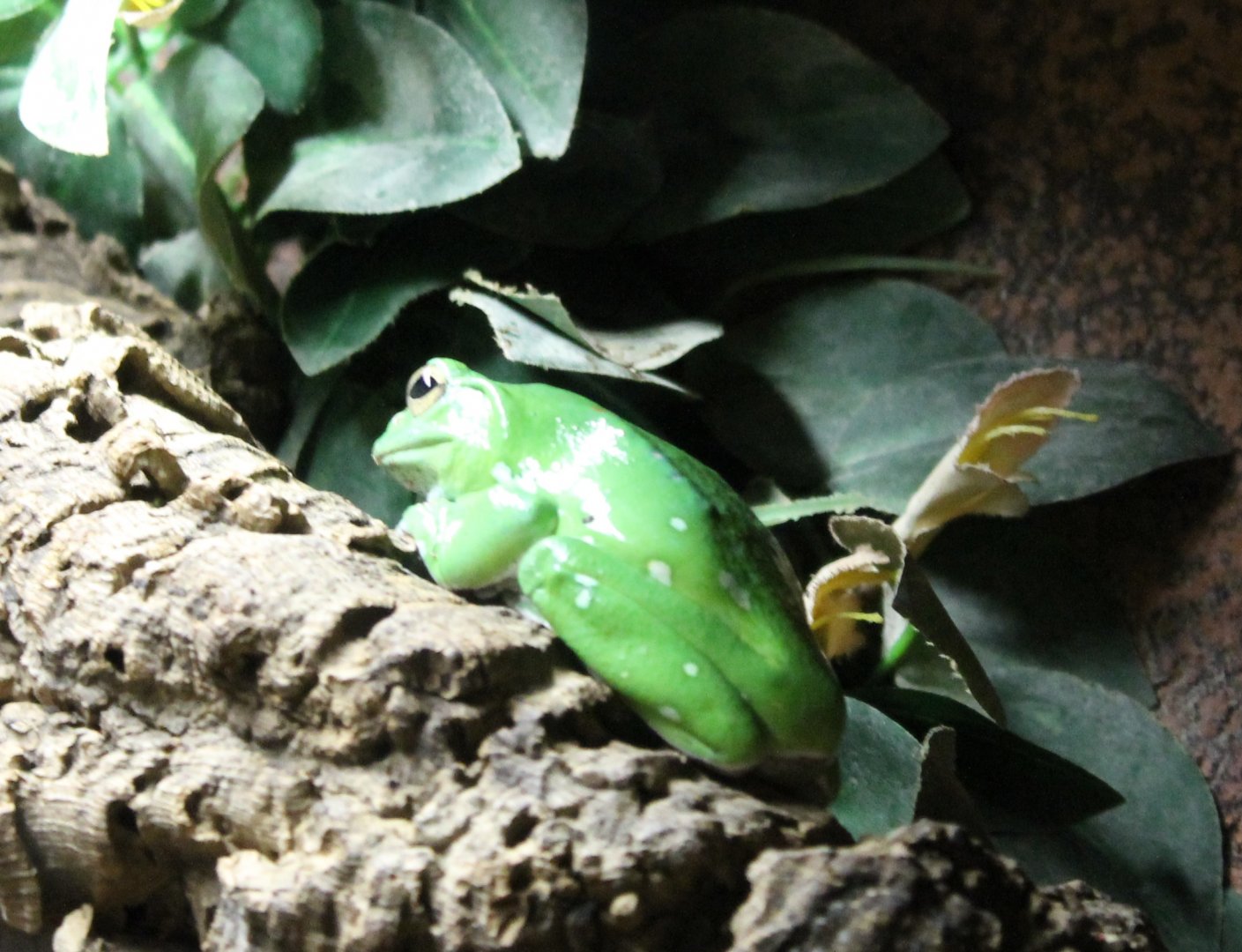 Treefrog-species