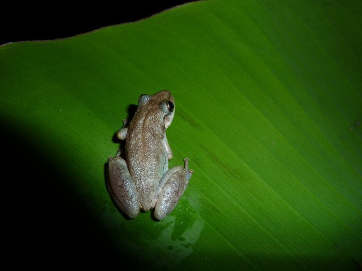 Treefrog