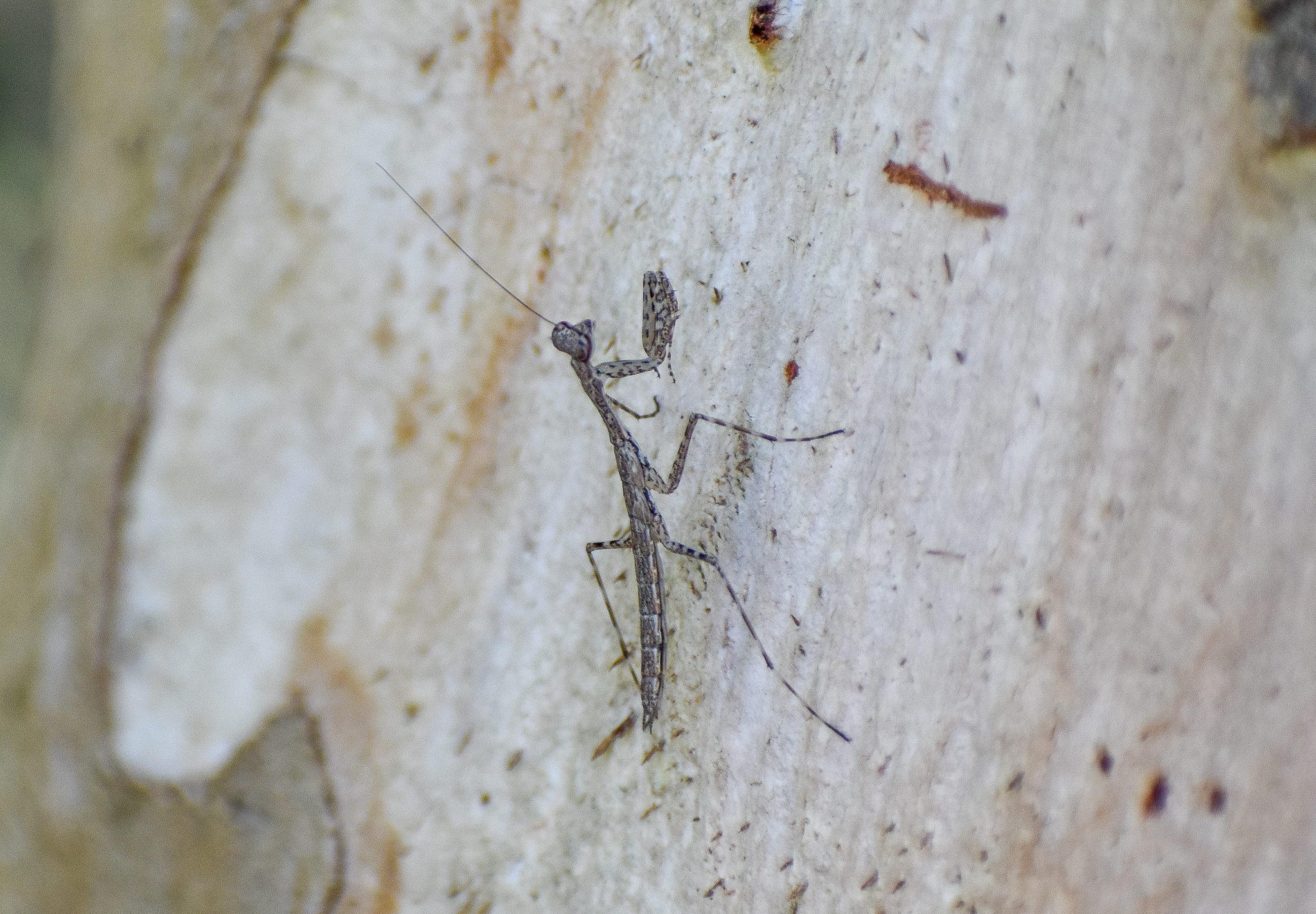 Treerunner Mantis, Ciulfina sp.