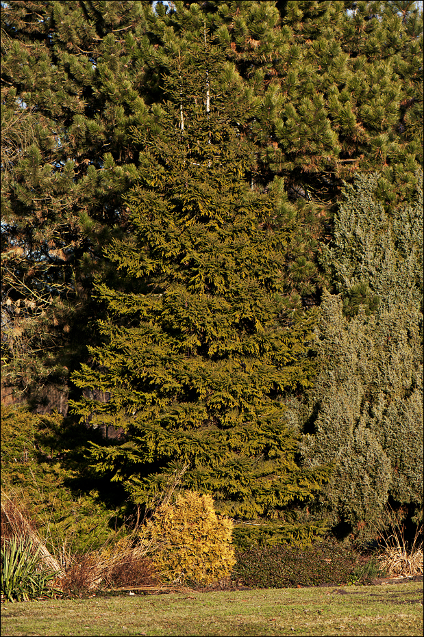 Trees at Berlin Tierpark