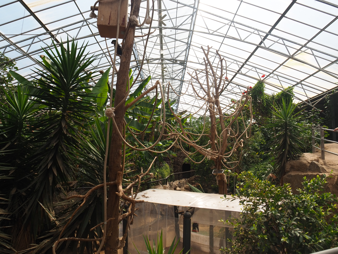 Trees for severe macaws in and above the tortoise paddocks, 2019-08-04