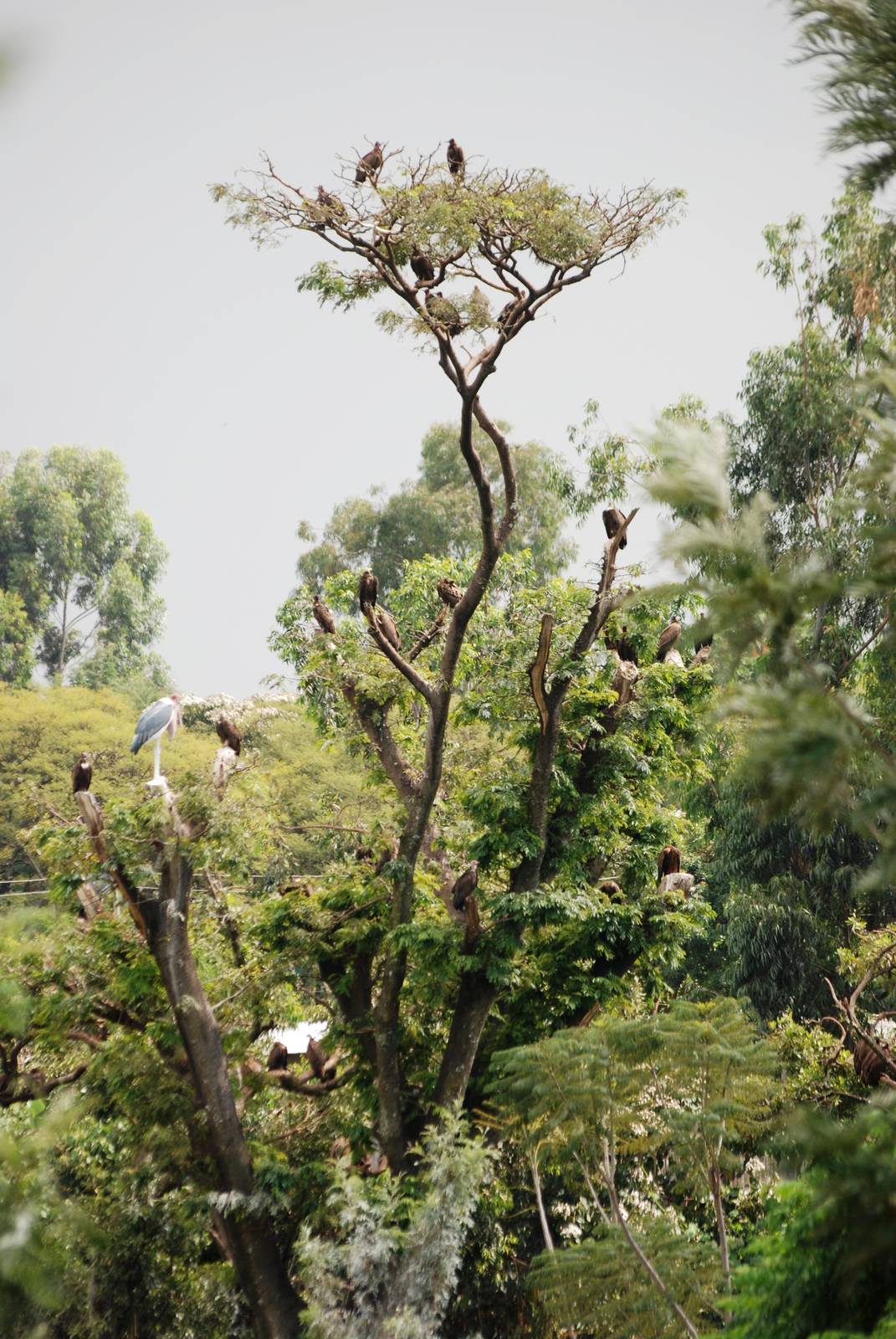 Trees Full of Scavengers at Shashemene, 14/10/14