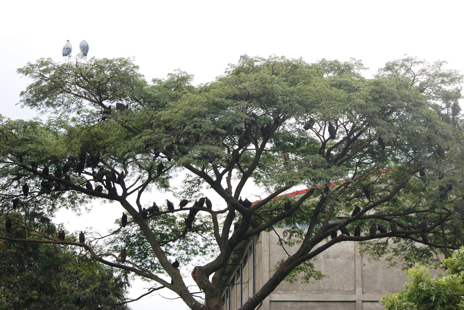 Trees Full of Scavengers at Shashemene, 14/10/14