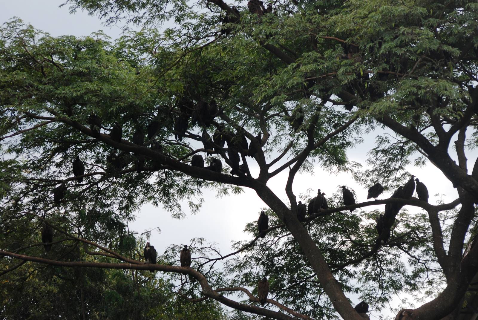 Trees Full of Scavengers at Shashemene, 14/10/14