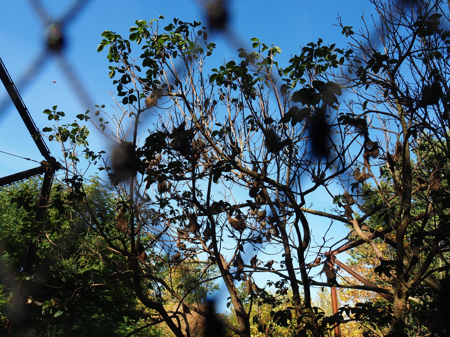 Trees with weaver bird nests (Oct 13th, 2018)