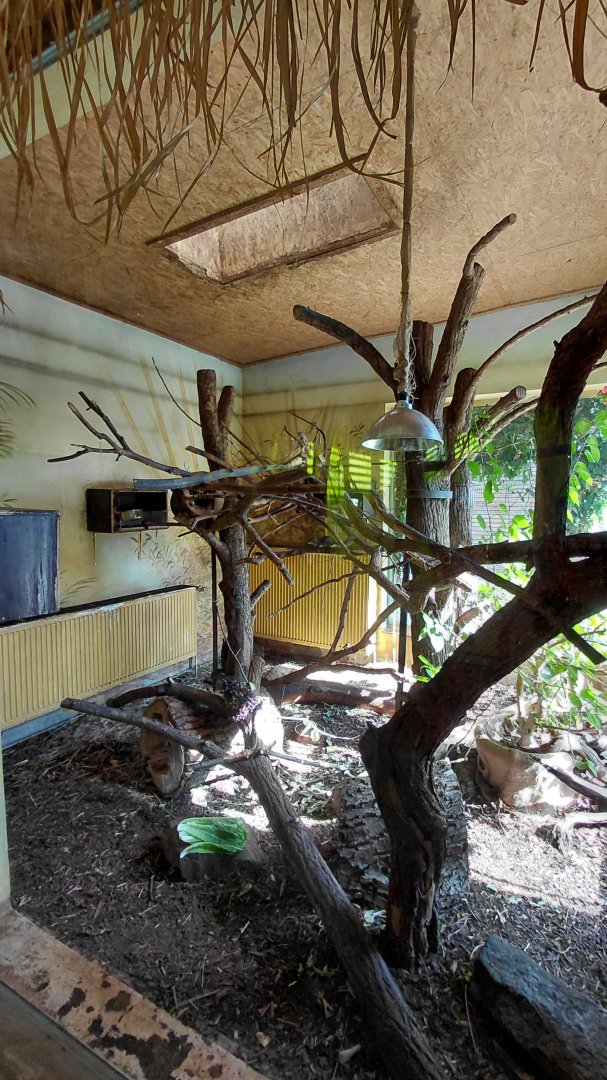 Treeshrew and cloud rat indoor exhibit