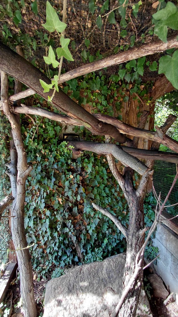 Treeshrew and cloud rat outdoor exhibit