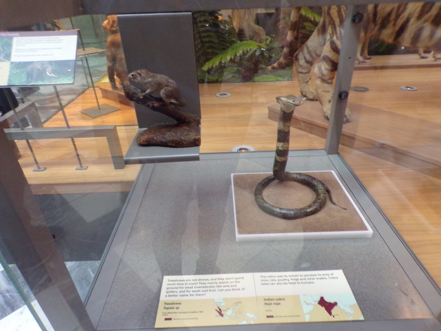 Treeshrew and Indian cobra (taken in Kelvingrove museum) 12.2.24