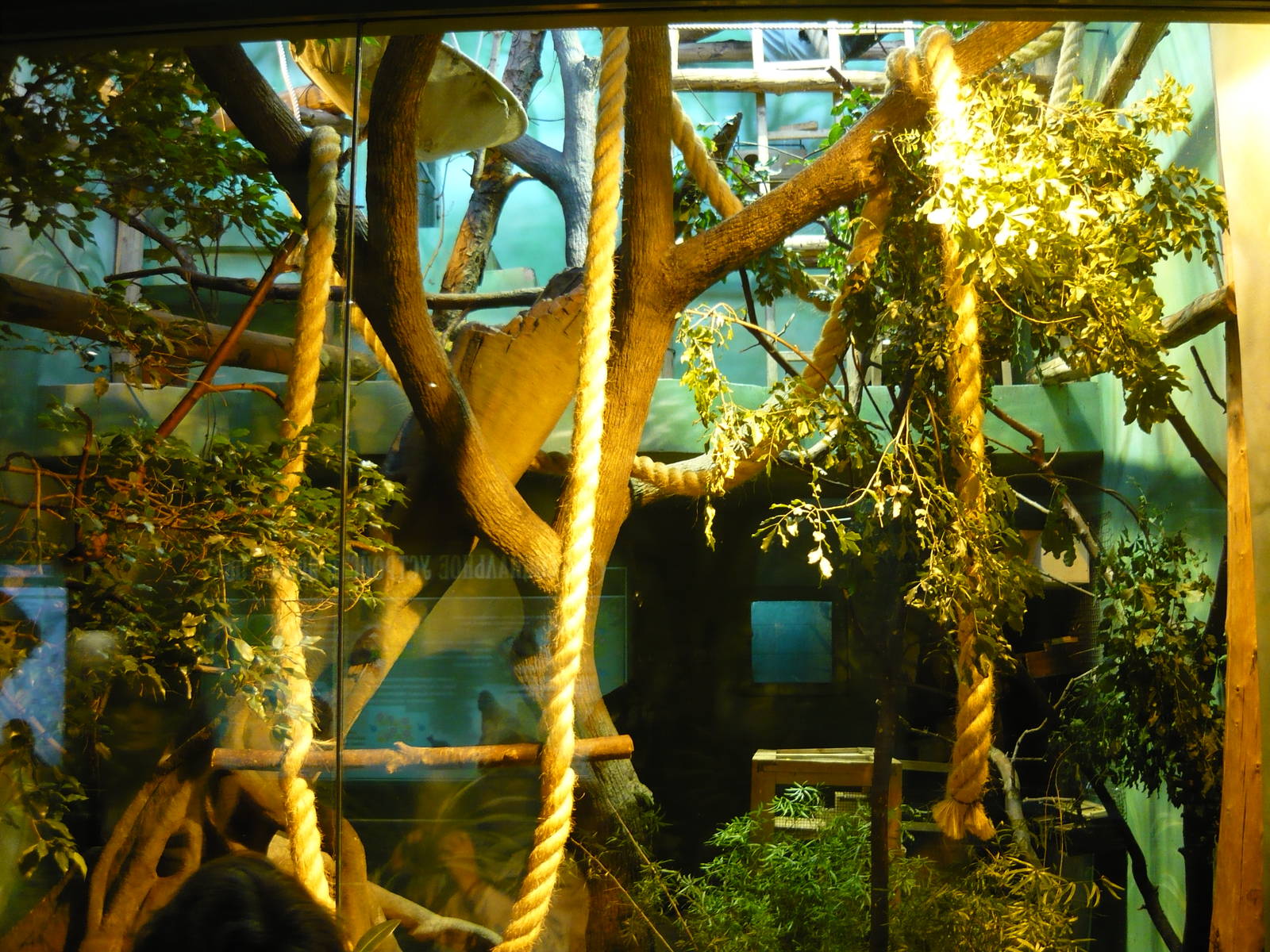 Treeshrew and tamarin exhibit