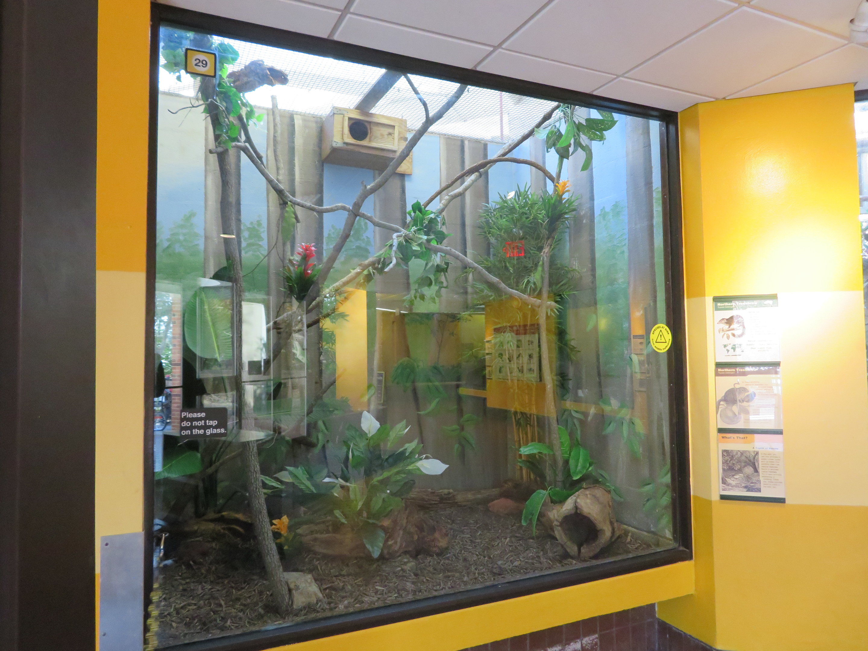 Treeshrew Exhibit