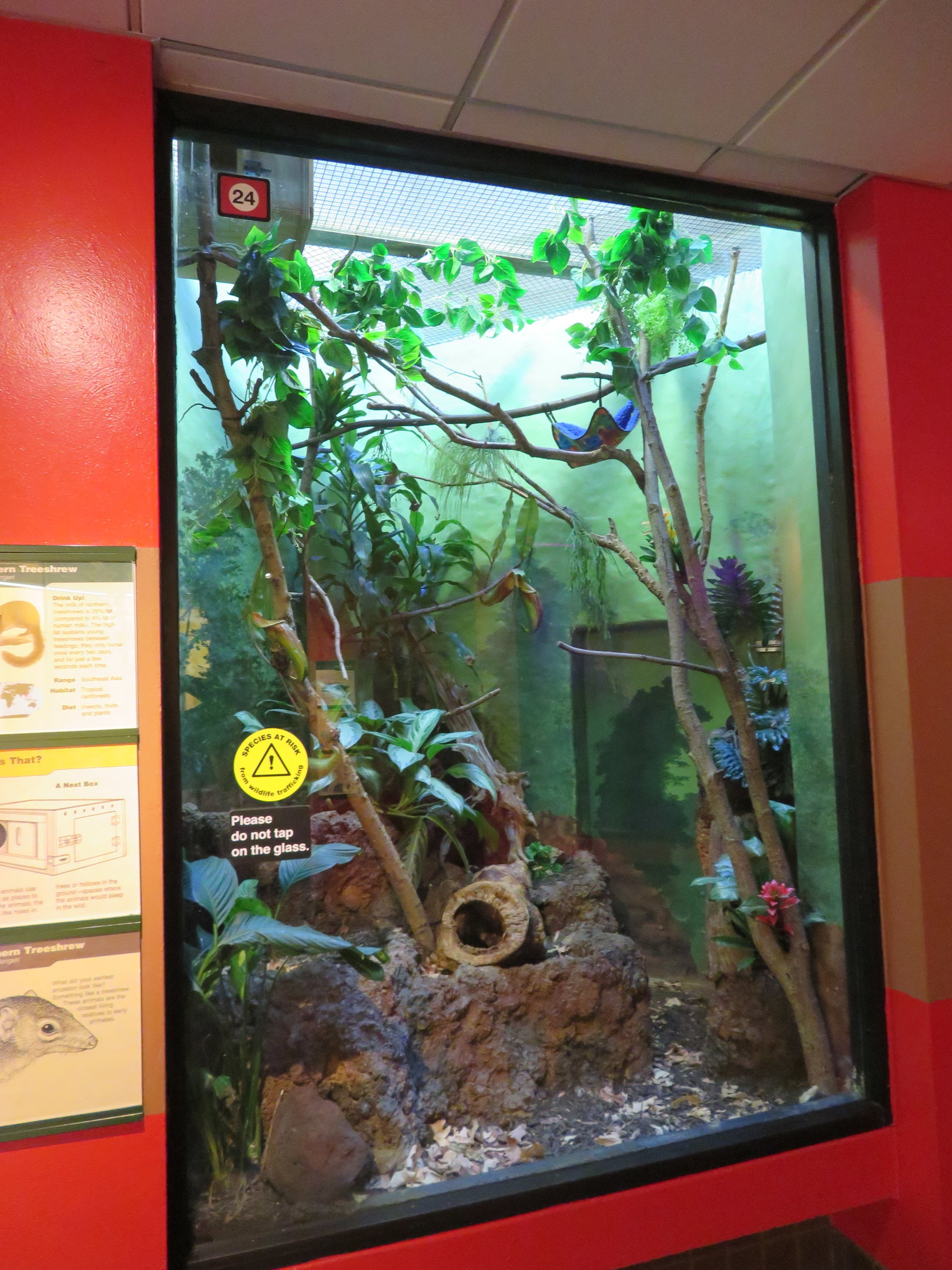 Treeshrew Exhibit