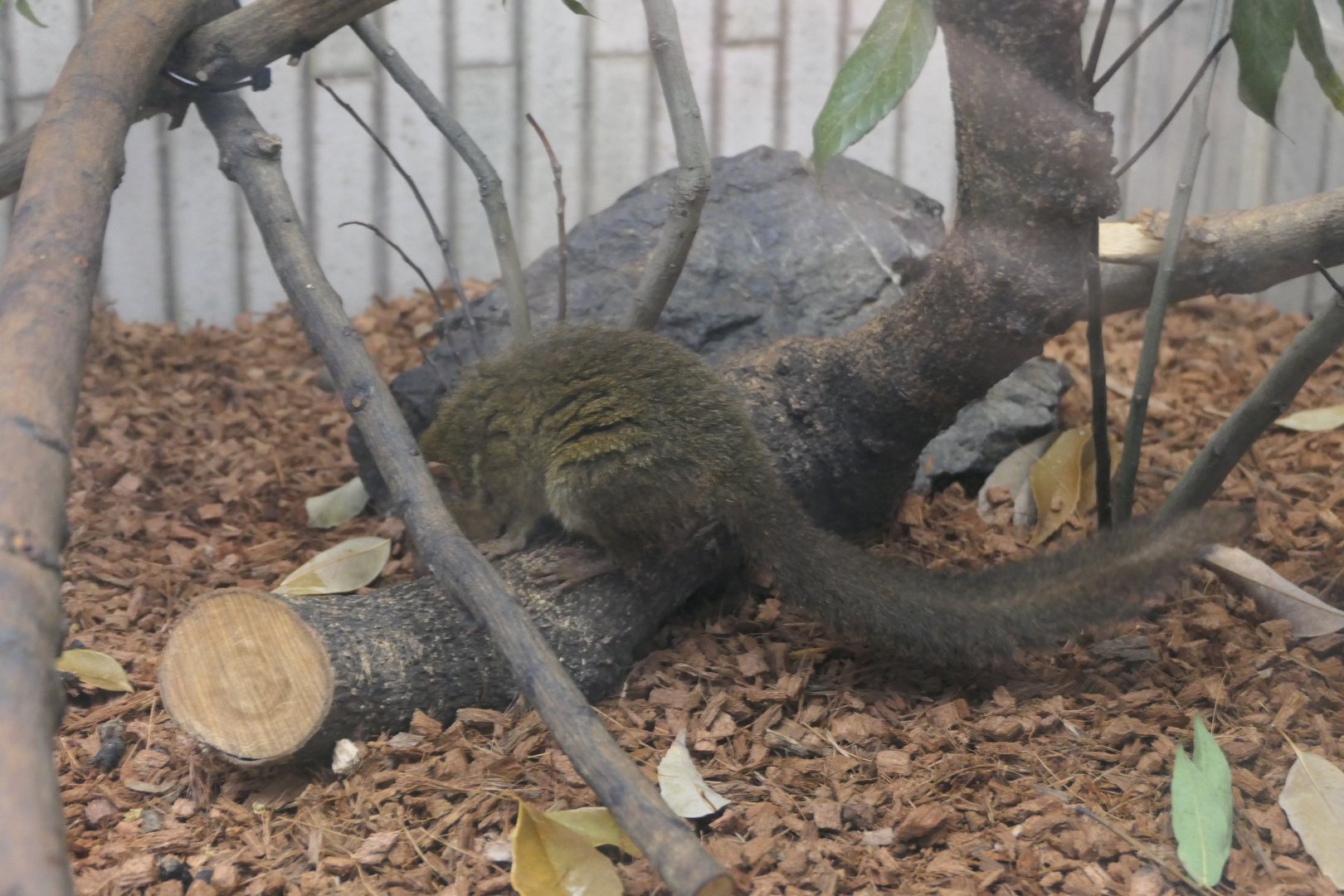 Treeshrew (Tupaia sp.)