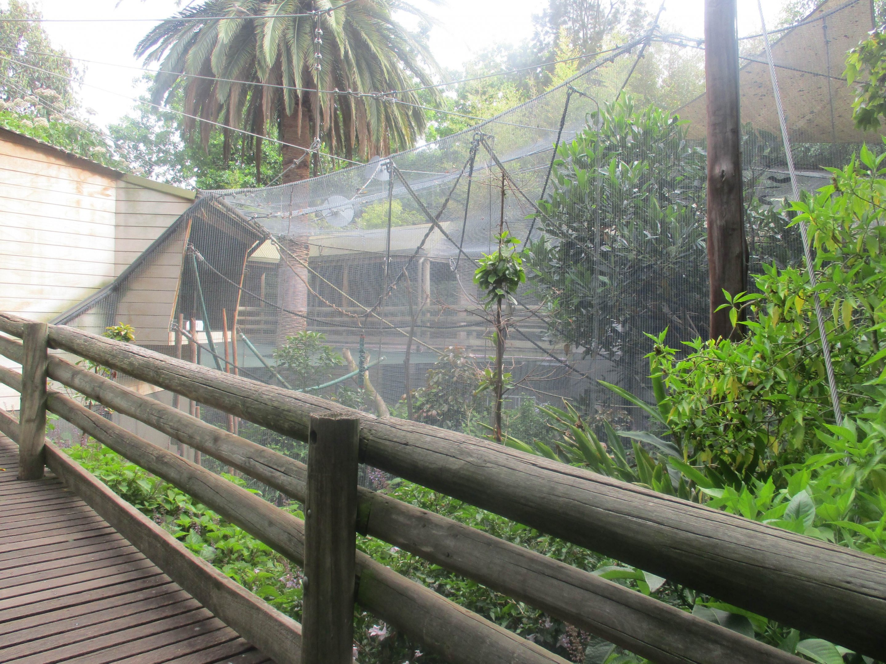 Treetop Apes and Monkeys