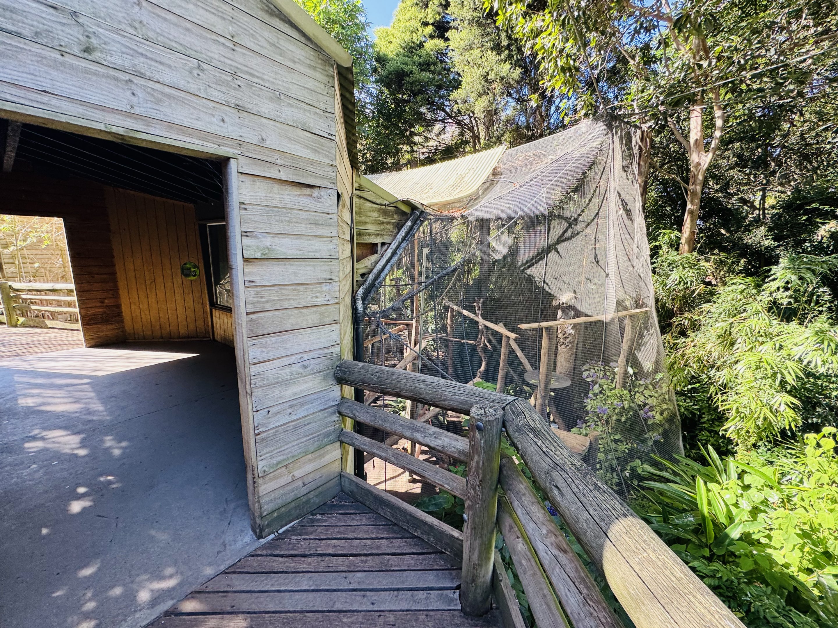 Treetop Apes and Monkeys