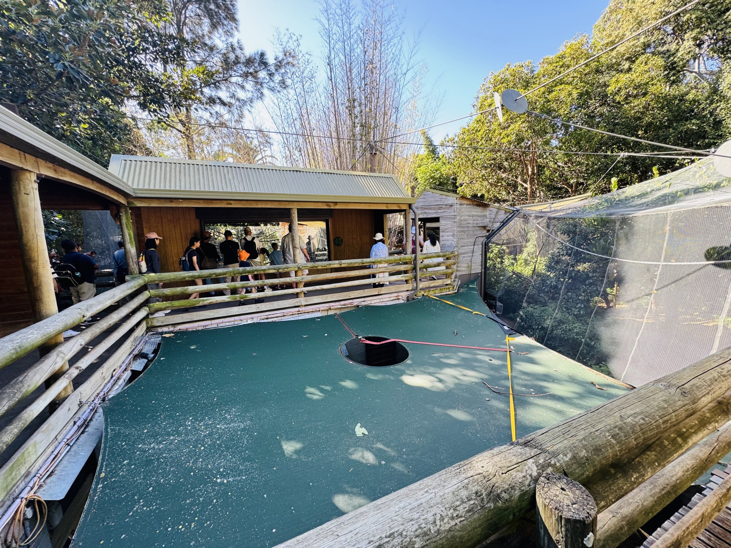 Treetop Apes and Monkeys