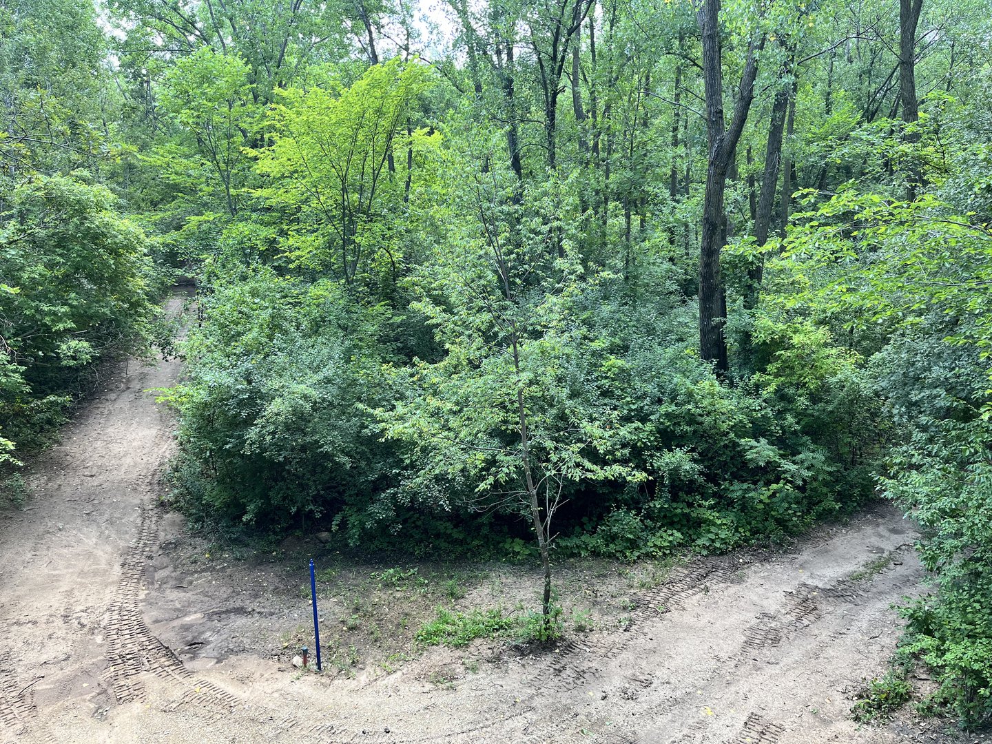 Treetop Trail - Forest