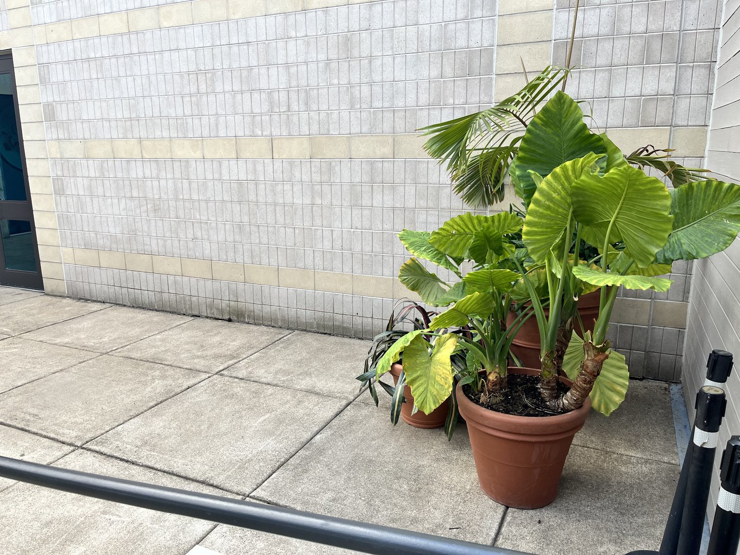 Treetop Trail - Former Tamandua Exhibit