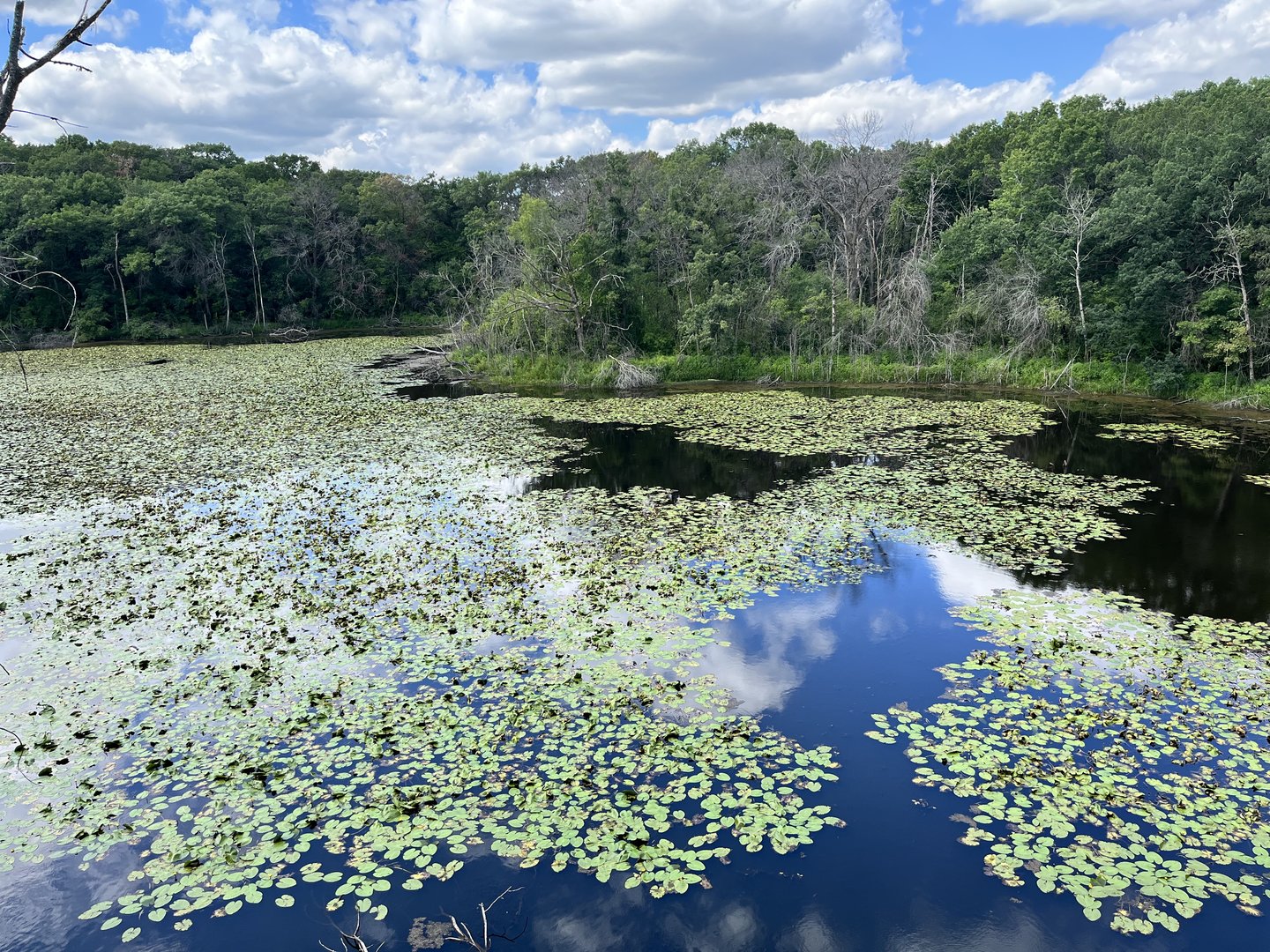 Treetop Trail - Pond