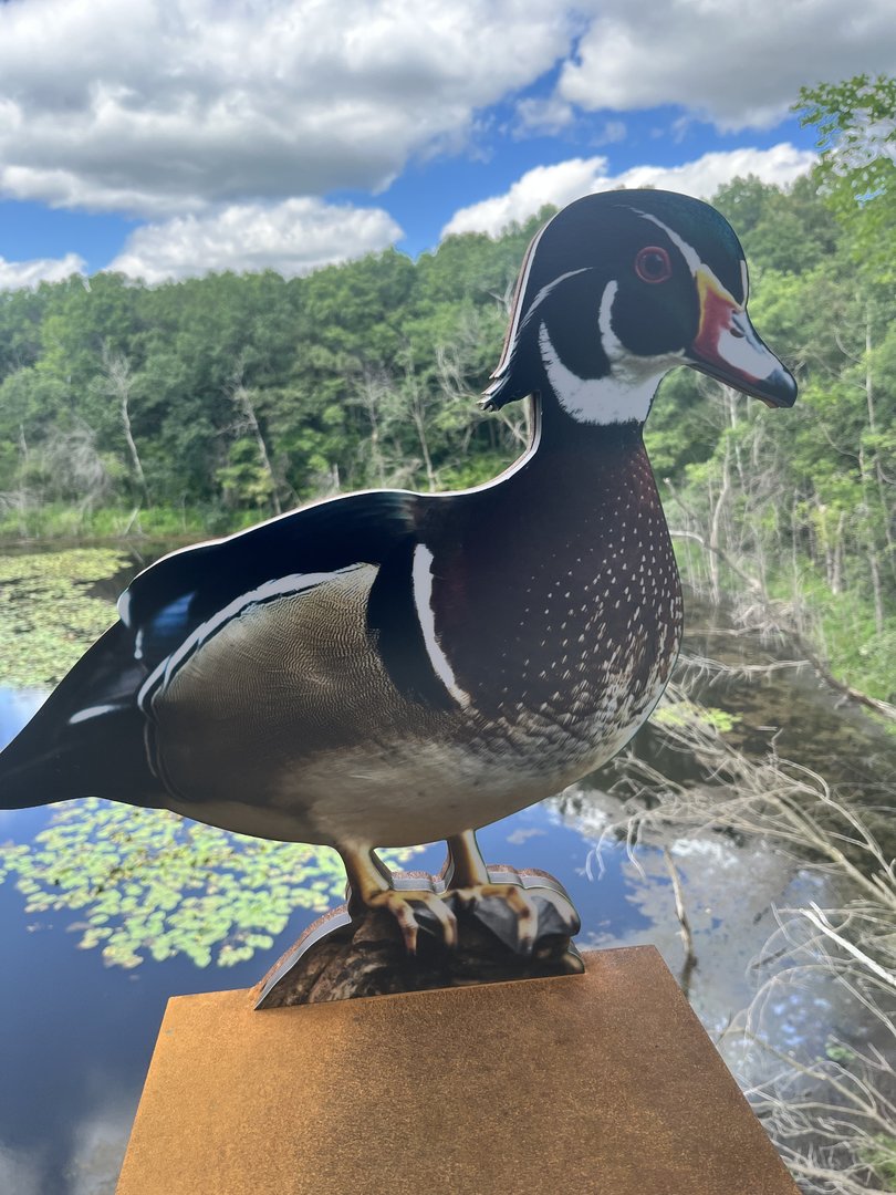Treetop Trail - Wood Duck Cut-Out