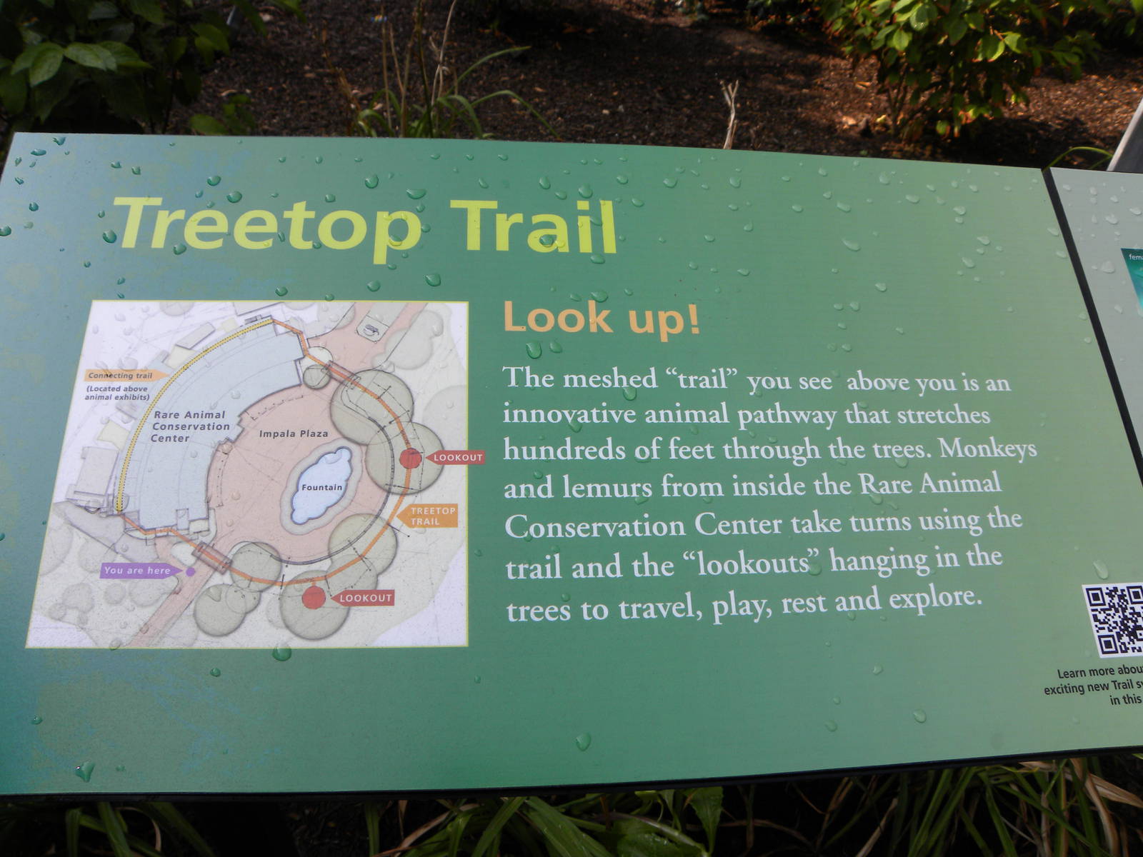 Treetop Trail
